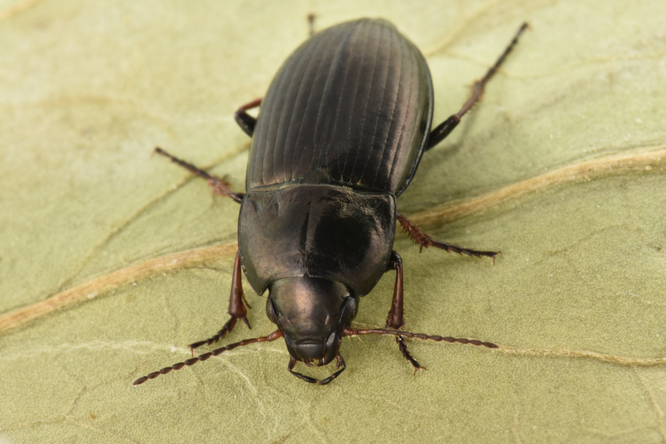 Carabidae: Amara sp.?  S, Amara schimperi!